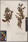 Foto von Salix cinerea L. x Salix phylicifolia L.
